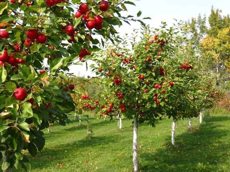 سیب قرمز قند بیشتری دارد یا سیب زرد؟