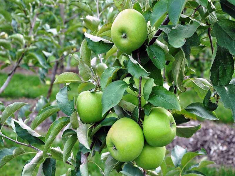 قند سیب پخته