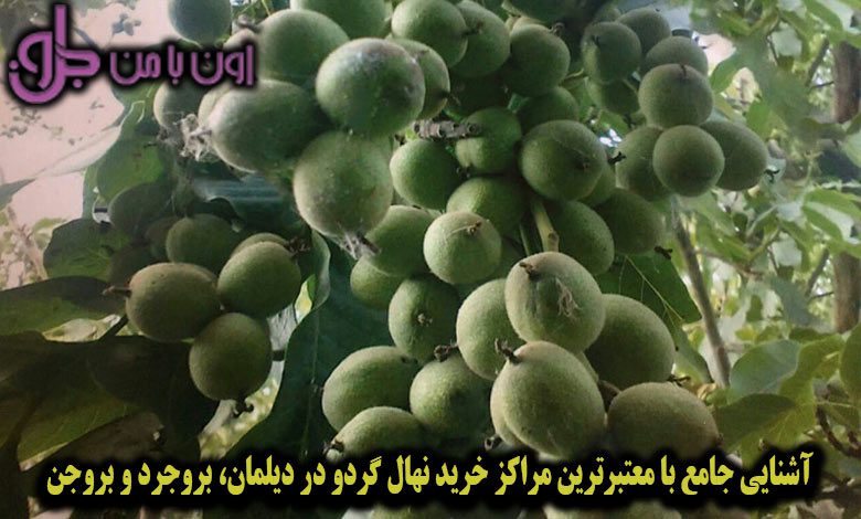 آشنایی جامع با معتبرترین مراکز خرید نهال گردو در دیلمان، بروجرد و بروجن