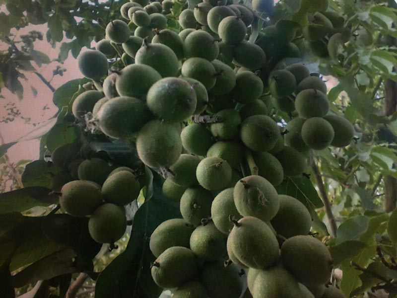 خرید نهال گردو در دیلمان