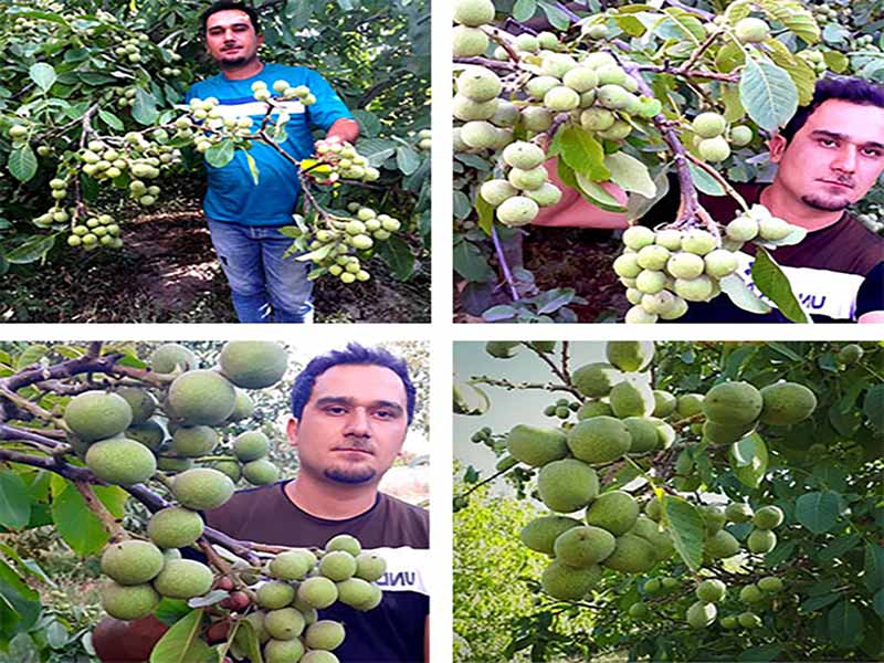 خرید نهال گردو در بروجرد